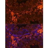 Immunofluorescence - Anti-C20orf26 Antibody (A307884) - Antibodies.com