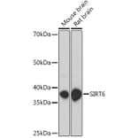 Western Blot - Anti-SIRT6 Antibody (A307885) - Antibodies.com