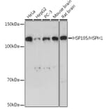 Western Blot - Anti-Hsp105/HSP110 Antibody (A307888) - Antibodies.com
