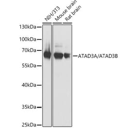Western Blot - Anti-ATAD3B Antibody (A307889) - Antibodies.com