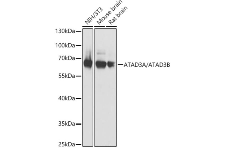 Western Blot - Anti-ATAD3B Antibody (A307889) - Antibodies.com