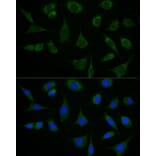 Immunofluorescence - Anti-ATAD3B Antibody (A307889) - Antibodies.com