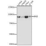 Western Blot - Anti-IKK beta Antibody [ARC0085] (A307890) - Antibodies.com