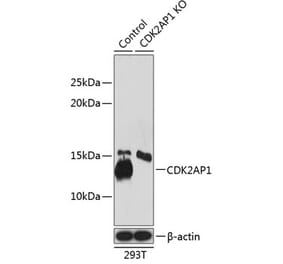 Western Blot - Anti-CDKA1 / DOC1 Antibody (A307892) - Antibodies.com