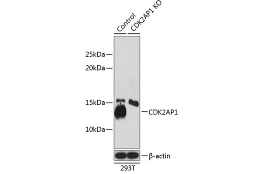 Western Blot - Anti-CDKA1/DOC1 Antibody (A307892) - Antibodies.com