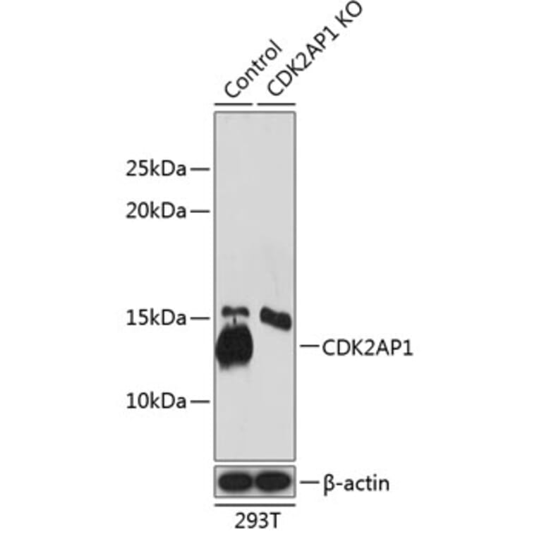 Western Blot - Anti-CDKA1/DOC1 Antibody (A307892) - Antibodies.com