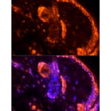 Immunofluorescence - Anti-Loricrin Antibody (A307894) - Antibodies.com