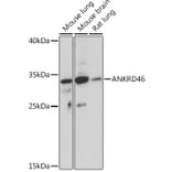 Western Blot - Anti-ANKRD46 Antibody (A307895) - Antibodies.com