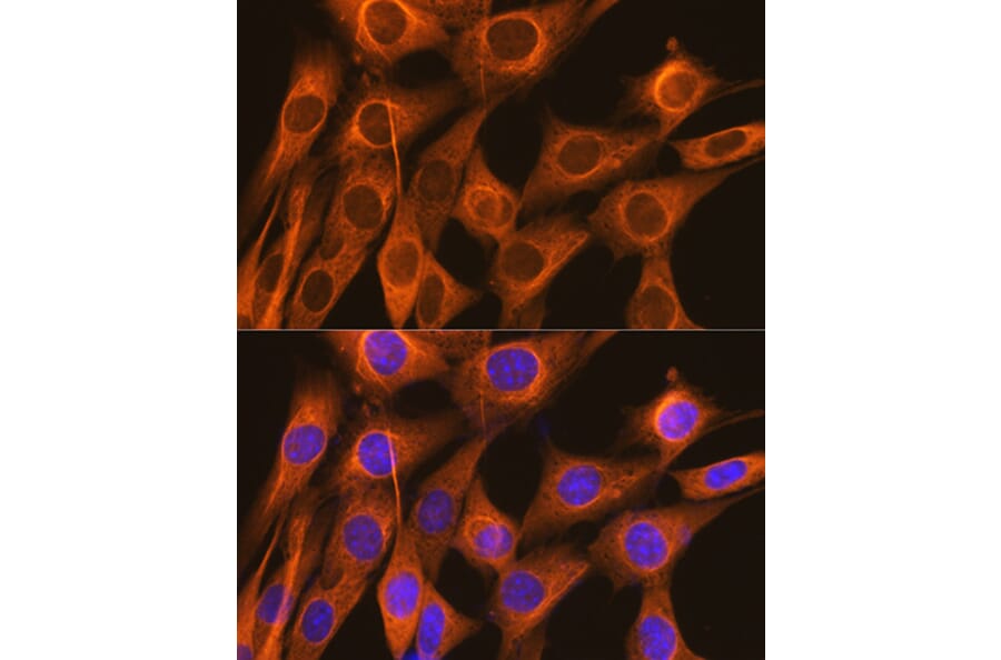 Immunofluorescence - Anti-FKBP52 Antibody [ARC0977] (A307896) - Antibodies.com
