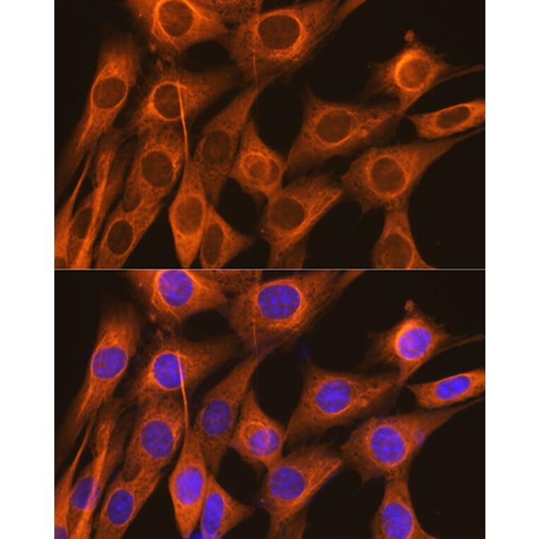 Immunofluorescence - Anti-FKBP52 Antibody [ARC0977] (A307896) - Antibodies.com