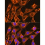 Immunofluorescence - Anti-FKBP52 Antibody [ARC0977] (A307896) - Antibodies.com