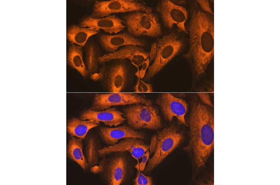 Immunofluorescence - Anti-FKBP52 Antibody [ARC0977] (A307896) - Antibodies.com