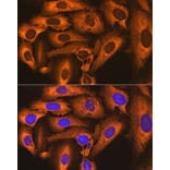 Immunofluorescence - Anti-FKBP52 Antibody [ARC0977] (A307896) - Antibodies.com
