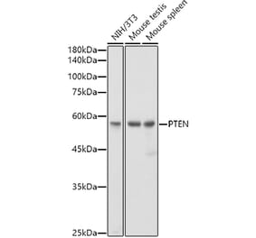 Western Blot - Anti-PTEN Antibody [ARC2643] (A307897) - Antibodies.com