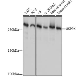 Western Blot - Anti-USP9x Antibody [ARC1748] (A307898) - Antibodies.com