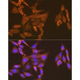 Immunofluorescence - Anti-USP9x Antibody [ARC1748] (A307898) - Antibodies.com