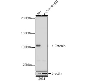 Western Blot - Anti-CTNNA1 Antibody [ARC0348] (A307899) - Antibodies.com