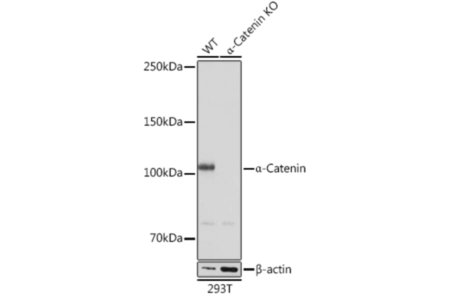 Western Blot - Anti-CTNNA1 Antibody [ARC0348] (A307899) - Antibodies.com