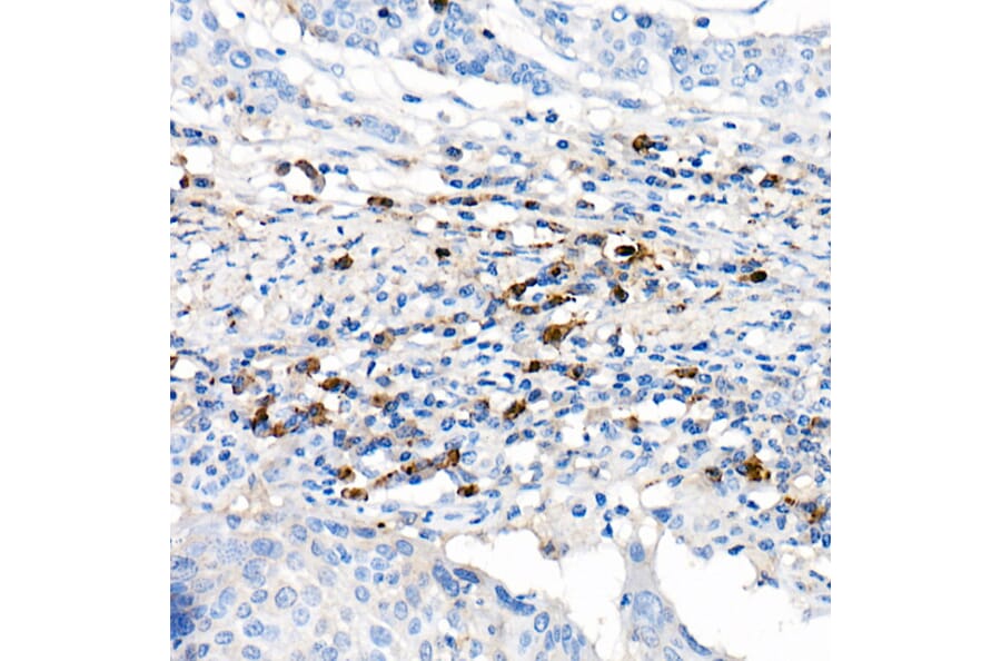 Immunohistochemistry - Anti-Lambda Light chain Antibody [ARC2357] (A307901) - Antibodies.com
