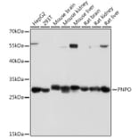 Western Blot - Anti-PNPO Antibody (A307902) - Antibodies.com