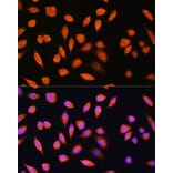 Immunofluorescence - Anti-PNPO Antibody (A307902) - Antibodies.com