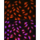 Immunofluorescence - Anti-PNPO Antibody (A307902) - Antibodies.com