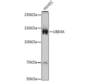 Western Blot - Anti-Ube4a Antibody [ARC2534] (A307904) - Antibodies.com