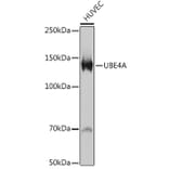 Western Blot - Anti-Ube4a Antibody [ARC2534] (A307904) - Antibodies.com