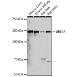 Western Blot - Anti-Ube4a Antibody [ARC2534] (A307904) - Antibodies.com