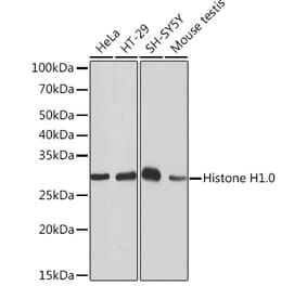 Western Blot - Anti-Histone H1.0 Antibody [ARC1059] (A307908) - Antibodies.com