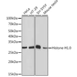 Western Blot - Anti-Histone H1.0 Antibody [ARC1059] (A307908) - Antibodies.com