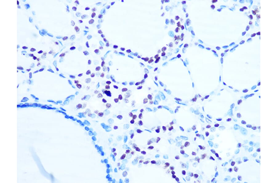Immunohistochemistry - Anti-Histone H1.0 Antibody [ARC1059] (A307908) - Antibodies.com