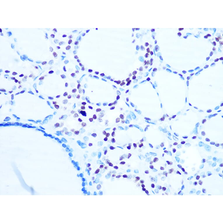 Immunohistochemistry - Anti-Histone H1.0 Antibody [ARC1059] (A307908) - Antibodies.com