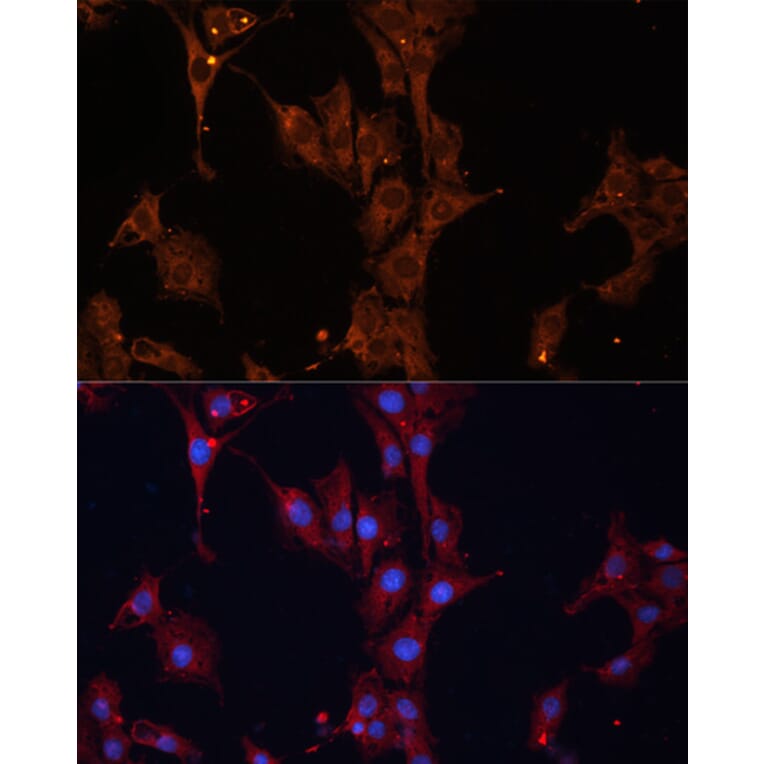 Immunofluorescence - Anti-Hsp27 Antibody (A307909) - Antibodies.com