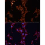 Immunofluorescence - Anti-Hsp27 Antibody (A307909) - Antibodies.com