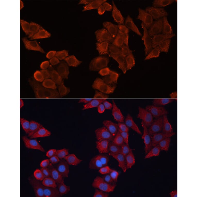 Immunofluorescence - Anti-Hsp27 Antibody (A307909) - Antibodies.com