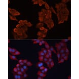 Immunofluorescence - Anti-Hsp27 Antibody (A307909) - Antibodies.com