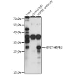 Western Blot - Anti-Hsp27 Antibody (A307909) - Antibodies.com