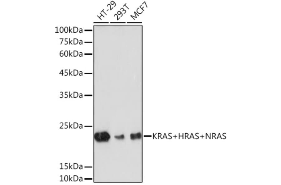 Western Blot - Anti-NRAS + GTPase HRAS + KRAS Antibody (A307913) - Antibodies.com