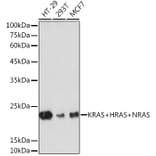 Western Blot - Anti-NRAS + GTPase HRAS + KRAS Antibody (A307913) - Antibodies.com