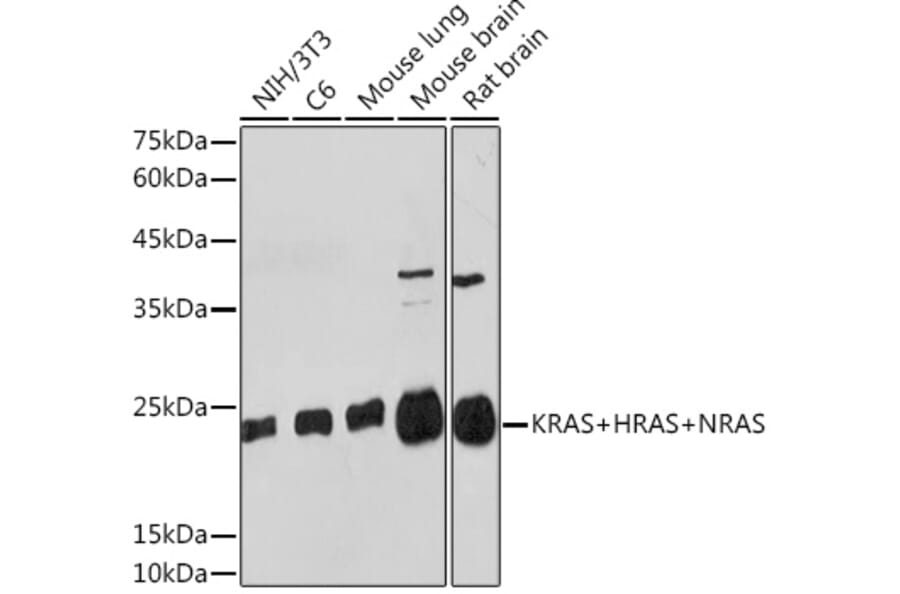 Western Blot - Anti-NRAS + GTPase HRAS + KRAS Antibody (A307913) - Antibodies.com