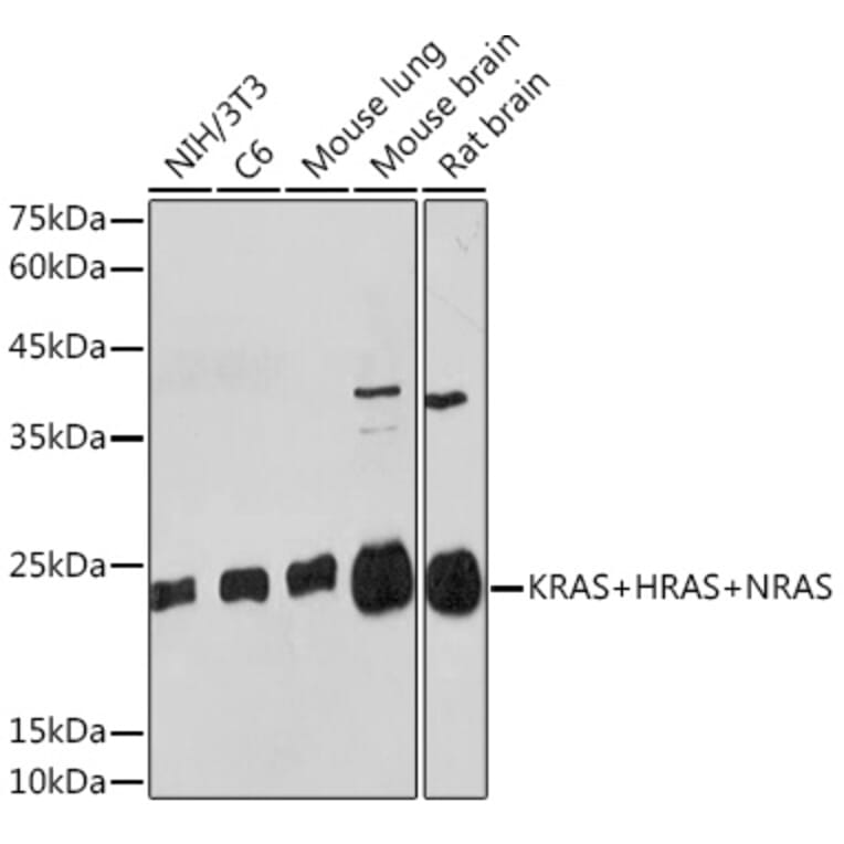 Western Blot - Anti-NRAS + GTPase HRAS + KRAS Antibody (A307913) - Antibodies.com
