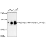Western Blot - Anti-IL-28B Antibody (A307915) - Antibodies.com