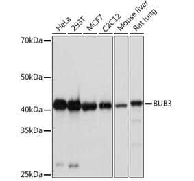 Western Blot - Anti-Bub3 Antibody [ARC1318] (A307916) - Antibodies.com
