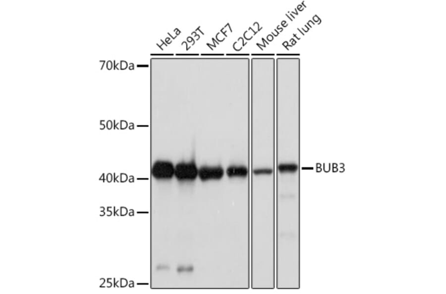 Western Blot - Anti-Bub3 Antibody [ARC1318] (A307916) - Antibodies.com