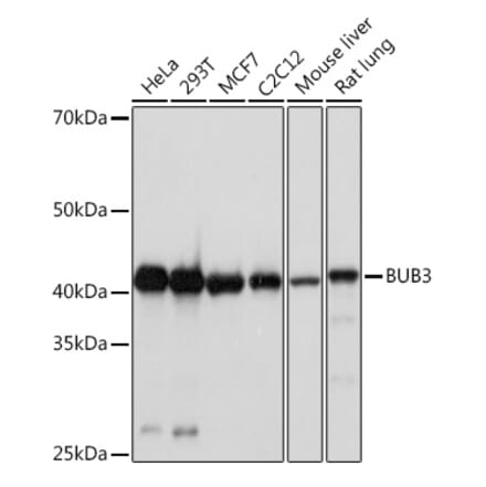 Western Blot - Anti-Bub3 Antibody [ARC1318] (A307916) - Antibodies.com