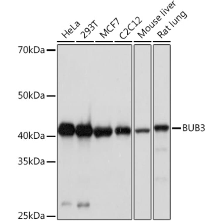 Western Blot - Anti-Bub3 Antibody [ARC1318] (A307916) - Antibodies.com