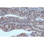Immunohistochemistry - Anti-Bub3 Antibody [ARC1318] (A307916) - Antibodies.com