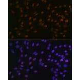 Immunofluorescence - Anti-Bub3 Antibody [ARC1318] (A307916) - Antibodies.com