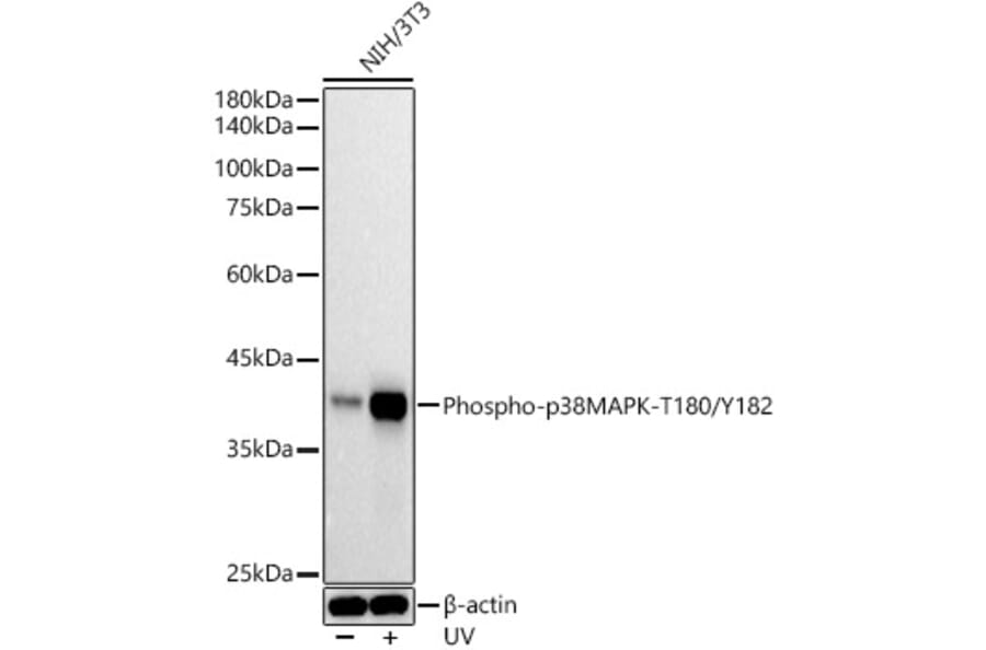 Western Blot - Anti-p38 MAPK (phospho Thr180 + Tyr182) Antibody [ARC51018] (A307918) - Antibodies.com
